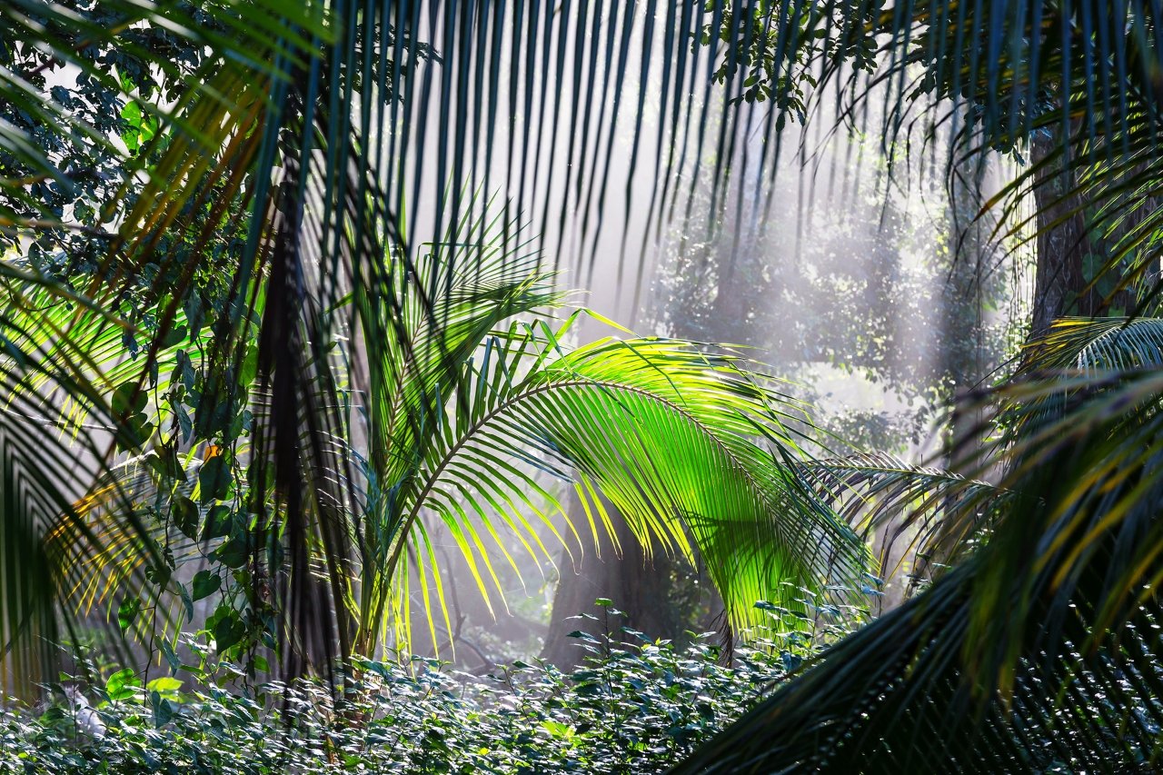 Im Schatten der Pandemie: Die Amazonasregion in Gefahr - el origen