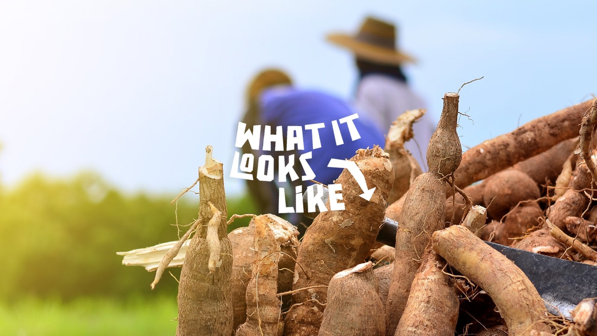 el origen | Was ist Maniok?